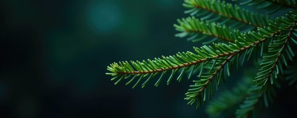Obraz premium Evergreen branch isolated on dark wintry background, evergreen, cold, dark