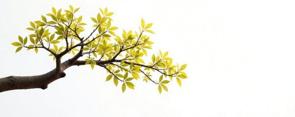 Fototapeta premium Isolated tree branch on white background with light, tree, white, beige