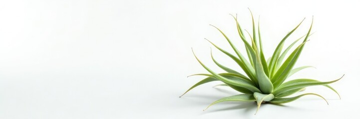 Fototapeta premium Single air plant isolated on white background, modern, air plant