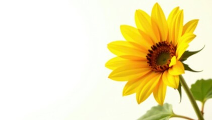 Obraz premium Softly glowing yellow sunflower on white background, bright, warm