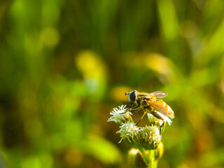 Hoverfly Feeds on White Flower in Sunny Garden, Captured Up-Close (Daytime)