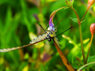 Tawny Coster (Acraea terpsicore) Sips Nectar from Purple Bloom in Sunlight, Seen from Below (Daytime)