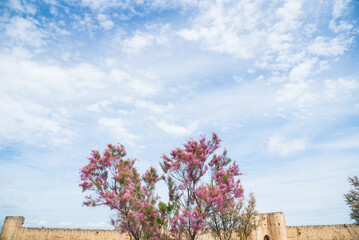 Aigues-Mortes, France. Blooming pink tree in heart shape and well preserved wall, ramparts and towers of medieval town of Aigues Mortes at background. Travel love