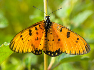 Tawny Coster Butterfly with Open Wings on Green Background