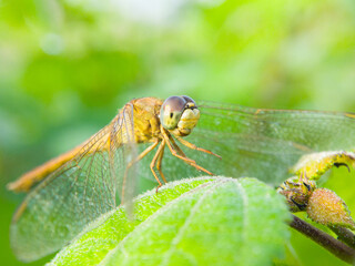 Golden Dragonfly Perched on a Vibrant Green Leaf