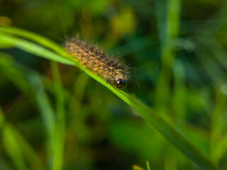 Hairy Caterpillar on Green Grass Blade