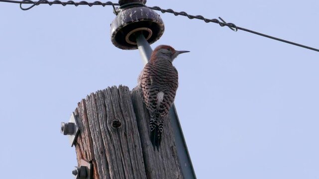 Northern Flicker Flying Away in Slow Motion