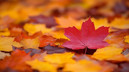Fototapeta premium Red Maple Leaf on Bed of Colorful Autumn Leaves Backdrop