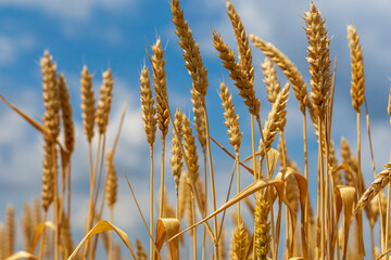 Mature ears of wheat in a field