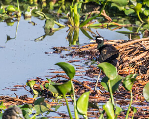 A Bronze Jacana