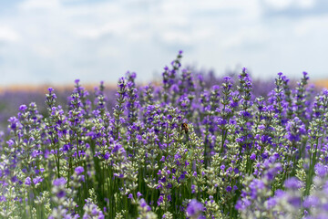 Lavender field in bloom, purple flowers