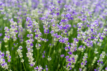 Obraz premium Lavender field in bloom, purple flowers
