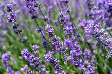 Obraz premium Lavender field in bloom, purple flowers