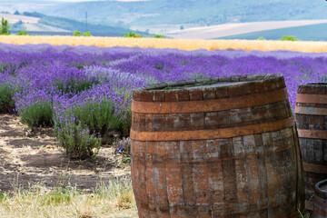 wooden barrel on the edge of a lavender field