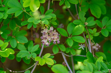Akebia quinata beutiful creeping flowering plant, light pink purple five-leaf chocolate vine flowers in bloom