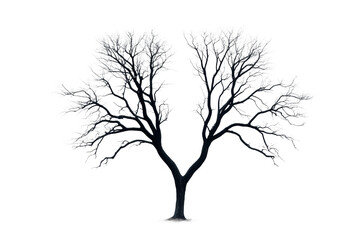 Leafless tree displayed with intricate branches, cut out