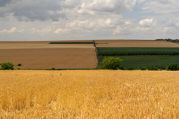Mature ears of wheat in a field