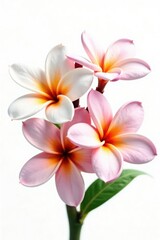 Fototapeta premium Delicate frangipani flowers in full bloom on a white background, tropical, flowers, white background