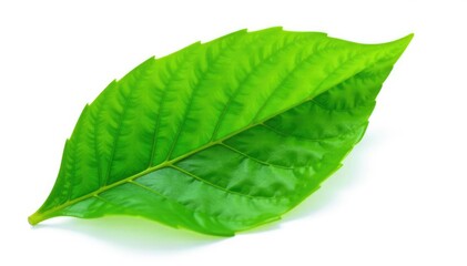 Obraz premium Delicate green leaf isolated on white background, green, nature, botanical