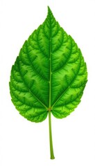 Obraz premium Delicate green leaf isolated on white background, nature, isolated, botanical