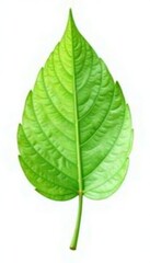 Obraz premium Delicate green leaf isolated on white background, vegetation, blossoms