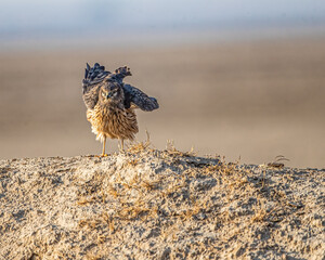 A Montagu's harrier