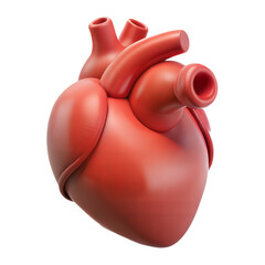 3d model of a human heart isolated on transparent background