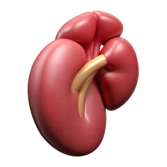 Human Kidney Anatomy and Function isolated on transparent background