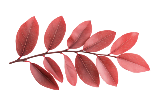 Red leaves arranged on a branch for visual appeal, cut out
