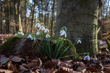 Schneeglöckchen blühen an einem abgeschnittenen Baumstamm