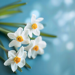 White Daffodils with Yellow Centers on Blue Background