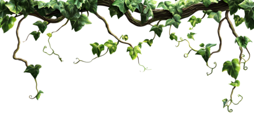 Tangled vines, jungle tree branches, vines, vector PNG transparent background