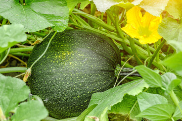 Pumpkin close up.Growing pumpkins in the garden in the garden.A view of a field. Orange pumpkins growing in the garden. Autumn october.