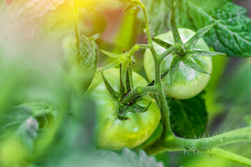 Growing tomatoes in a greenhouse.Tomatoes in an ecological garden with mulching and biodegradable...