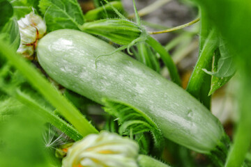 Pumpkin close up.A butternut squash growing in a field with a blossom also attach.A view of a field.  Autumn october.