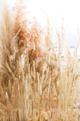 Fototapeta premium Dry pampas grass decoration