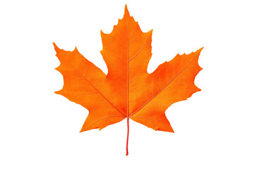 Obraz premium Bright orange maple leaf in fall season, cut out