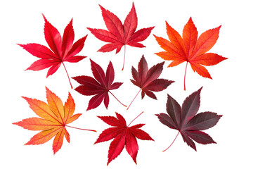 Fototapeta premium Vibrant autumn leaves in various colors and shapes, cut out