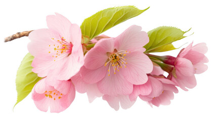 An isolated branch of pink cherry blossoms with vibrant green leaves on a transparent background.