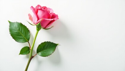 Simple and elegant rose on a white background with gentle curves, clean, foliage
