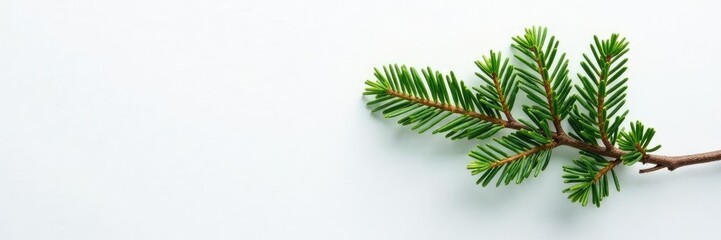Single branch of a fir tree on white concrete, evergreen, foliage