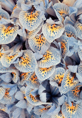 Tapeta, tło - Irysy © mycatherina