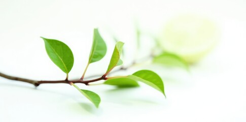 Fototapeta premium Small isolated branch on dark white background, leaf, shadowy