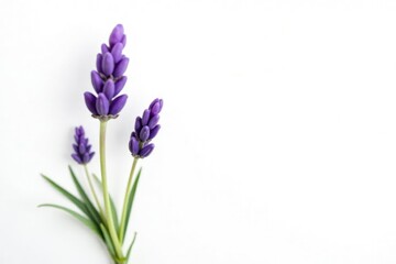 Small isolated sprig of lavender with delicate purple flowers on white background, garden, pastel colors