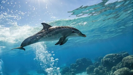 Fototapeta premium Dolphin swimming gracefully in crystal clear waters underwater environment ocean marine life tranquil viewpoint nature's beauty