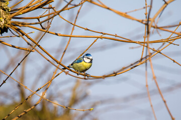 blue tit on branch in sunlight with blue light background