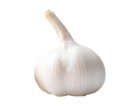 Side view of single white garlic bulb isolated with clipping path in png file format