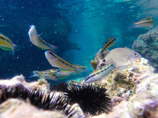 Dark blue ocean surface seen from underwater. Abstract waves underwater and rays of sunlight...