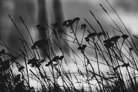 Low angle of grass and plants against the sky in black and white - Powered by Adobe