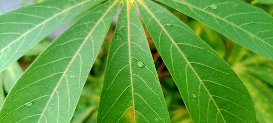 close up of green leaf
